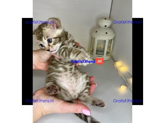 Schattig Bengaals kitten ter adoptie