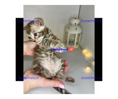 Schattig Bengaals kitten ter adoptie