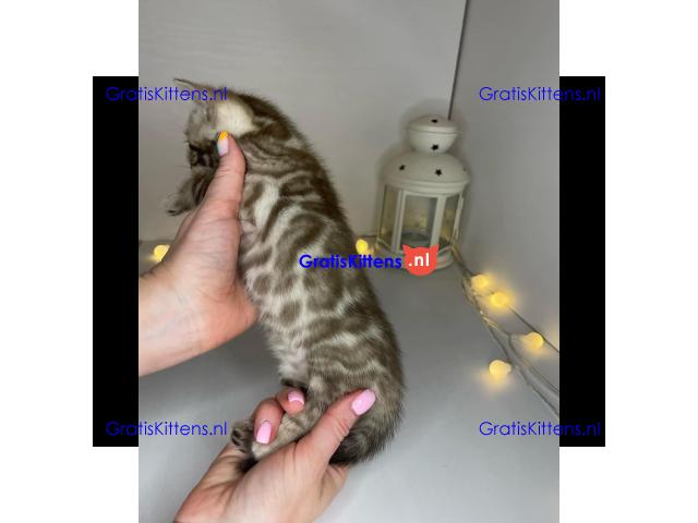 Schattig Bengaals kitten ter adoptie