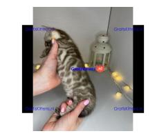 Schattig Bengaals kitten ter adoptie