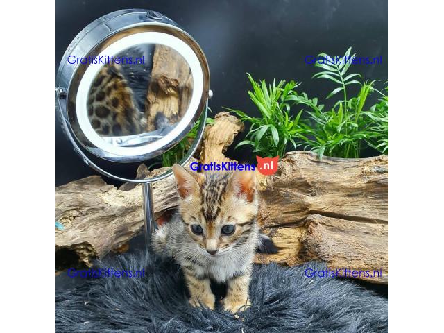 Gezonde Bengaalse kittens voor jou