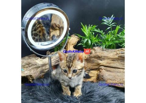 Gezonde Bengaalse kittens voor jou
