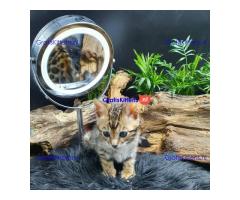 Gezonde Bengaalse kittens voor jou