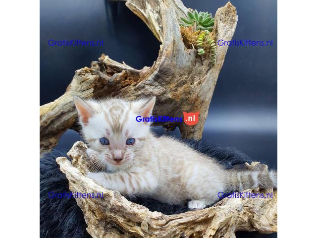 Gezonde Bengaalse kittens voor jou