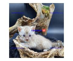 Gezonde Bengaalse kittens voor jou