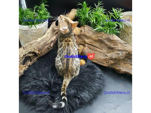 Gezonde Bengaalse kittens voor jou