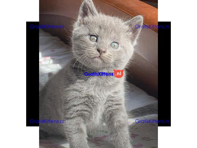 Chartreux-kittens klaar voor een nieuwe thuiservaring