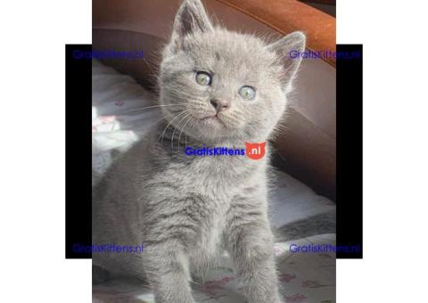 Chartreux-kittens klaar voor een nieuwe thuiservaring