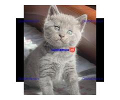 Chartreux-kittens klaar voor een nieuwe thuiservaring