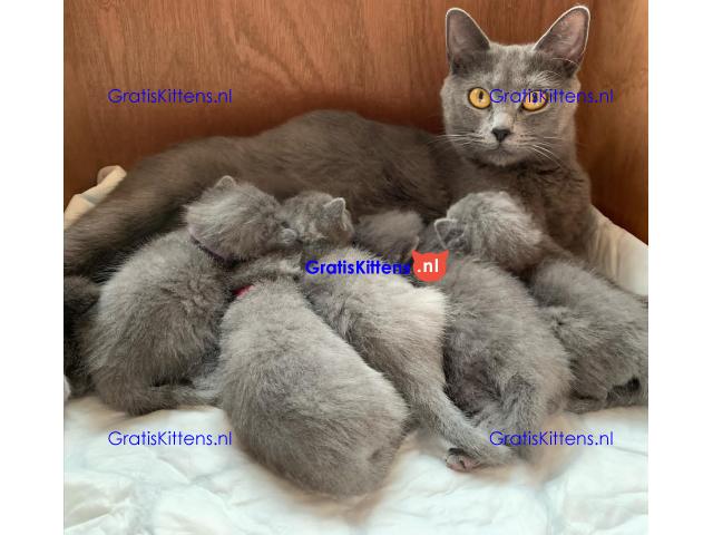 Chartreux-kittens klaar voor een nieuwe thuiservaring