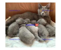 Chartreux-kittens klaar voor een nieuwe thuiservaring