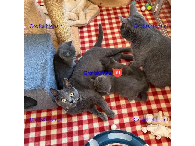 Chartreux-kittens klaar voor adoptie