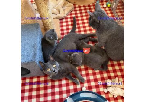 Chartreux-kittens klaar voor adoptie