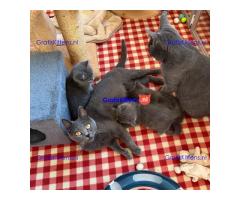 Chartreux-kittens klaar voor adoptie