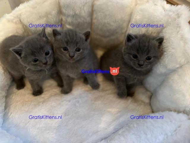 Chartreux-kittens klaar voor adoptie