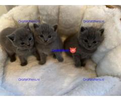 Chartreux-kittens klaar voor adoptie