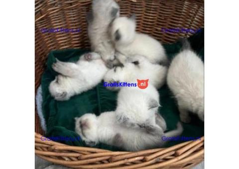 Pionted mouth ragdolls klaar voor hun nieuwe families