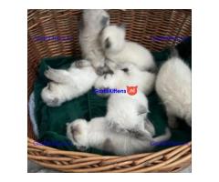 Pionted mouth ragdolls klaar voor hun nieuwe families