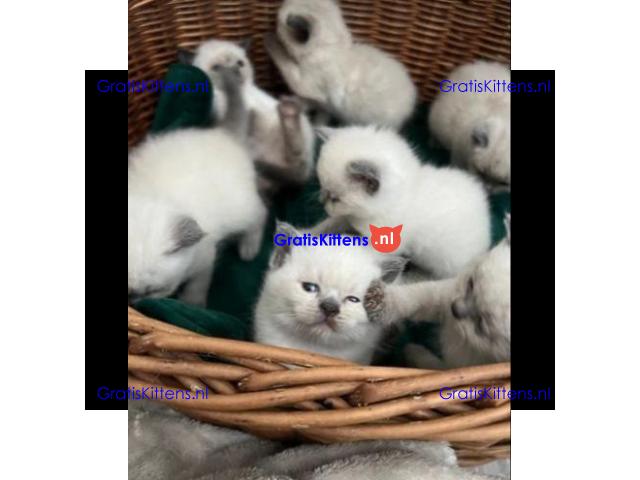 Pionted mouth ragdolls klaar voor hun nieuwe families
