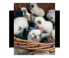 Pionted mouth ragdolls klaar voor hun nieuwe families