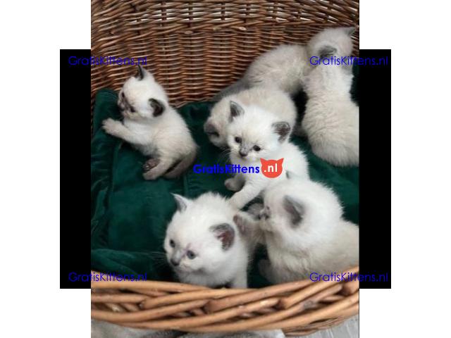 Pionted mouth ragdolls klaar voor hun nieuwe families