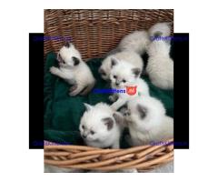 Pionted mouth ragdolls klaar voor hun nieuwe families