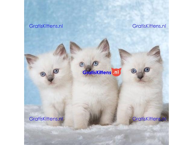Gezonde mannelijke en vrouwelijke Ragdoll-kittens Op zoek naar nieuwe huizen
