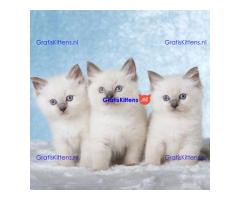 Gezonde mannelijke en vrouwelijke Ragdoll-kittens Op zoek naar nieuwe huizen