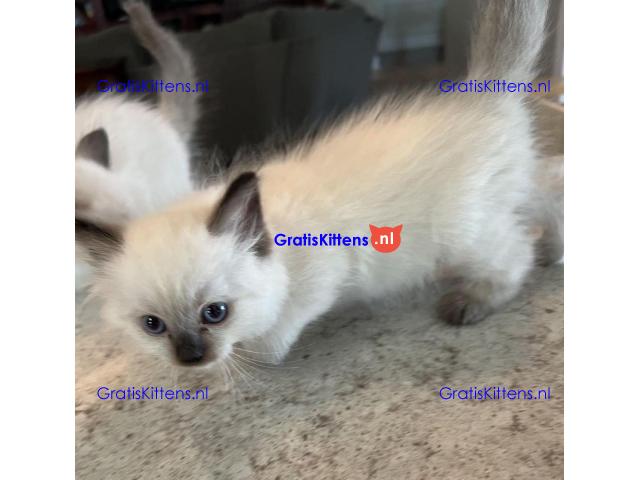 Gezonde mannelijke en vrouwelijke Ragdoll-kittens Op zoek naar nieuwe huizen