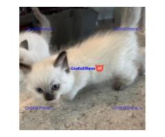 Gezonde mannelijke en vrouwelijke Ragdoll-kittens Op zoek naar nieuwe huizen