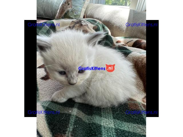 Gezonde mannelijke en vrouwelijke Ragdoll-kittens Op zoek naar nieuwe huizen