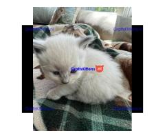 Gezonde mannelijke en vrouwelijke Ragdoll-kittens Op zoek naar nieuwe huizen