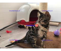 Wij bieden Bengaalse kittens aan