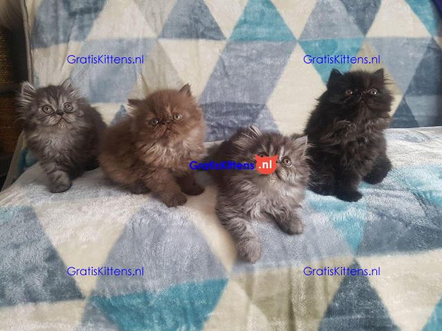 Goed gesocialiseerde Perzische kittens