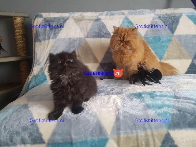 Goed gesocialiseerde Perzische kittens