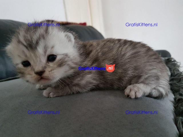 Goed gesocialiseerde Perzische kittens