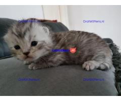 Goed gesocialiseerde Perzische kittens