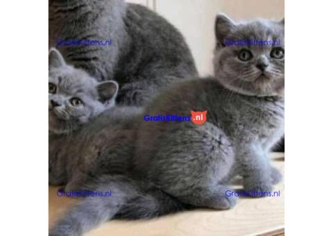 Mooie Brits Korthaar kittens te koop