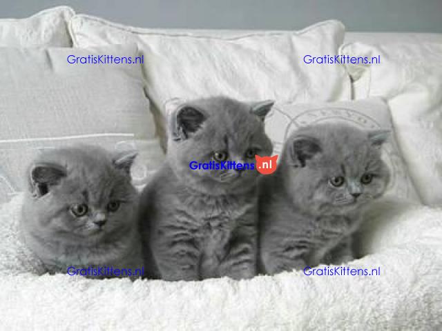 Mooie Brits Korthaar kittens te koop
