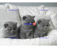 Mooie Brits Korthaar kittens te koop