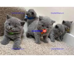Mooie Brits Korthaar kittens te koop