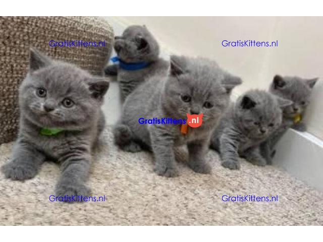 Mooie Brits Korthaar kittens te koop