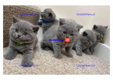 Mooie Brits Korthaar kittens te koop
