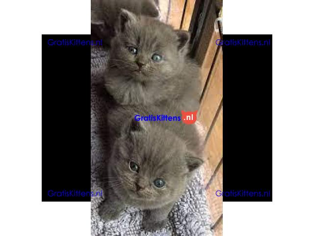 Mooie Brits Korthaar kittens te koop