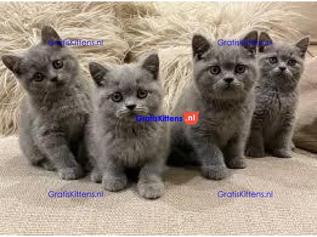 Mooie Brits Korthaar kittens te koop
