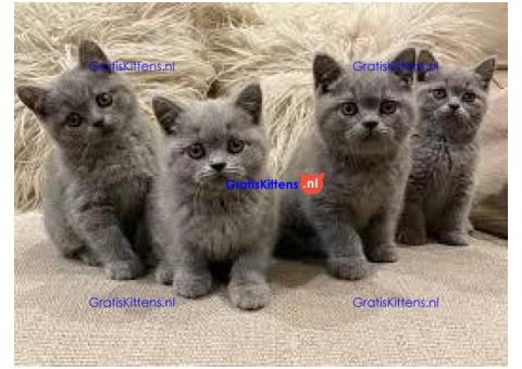 Mooie Brits Korthaar kittens te koop