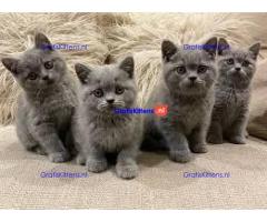 Mooie Brits Korthaar kittens te koop