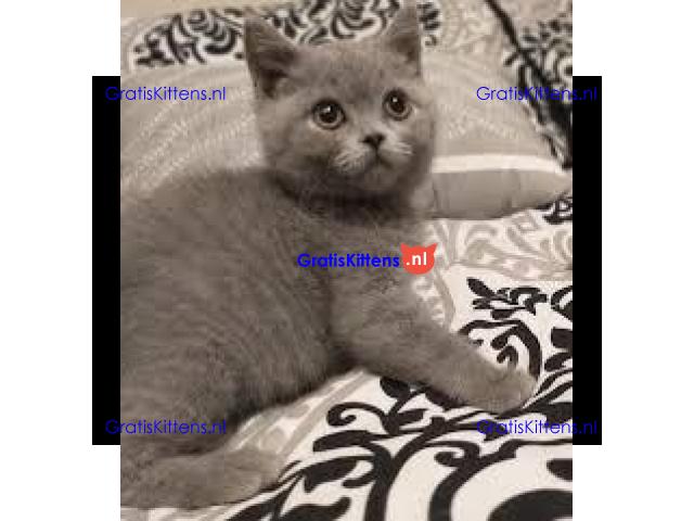 Mooie Brits Korthaar kittens te koop