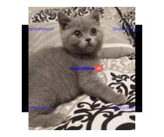 Mooie Brits Korthaar kittens te koop