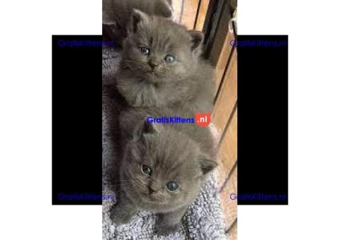 Mooie Brits Korthaar kittens te koop
